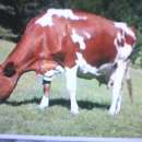 Obornik bydlęcy,naturalny nawóz worki 25kg