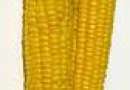 kukurydza bezpośrednio od plantatora Hiszpania!
