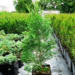 Thuja Occidentalis 