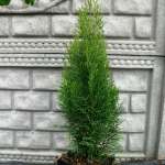 Thuja Occidentalis 