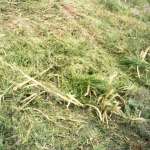 Rozdrabniacz (kosiarka rotacyjna) SCHULTE FX310 - nowy