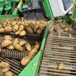 AVR Spirit 8200 Kombajn do zbioru ziemniaków