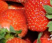 Poszukuje ODBIORCÓW TRUSKAWKI