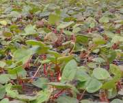 Sadzonki rabarbaru 2012 Sprzedam sadzonki rabarbaru, zamówienia