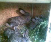 króliki olbrzymy belgijski