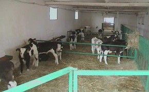 Byczki, cielęta ras mięsnych w ciągłej sprzedaży od 60kg do 80kg