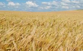 SPRZEDAM MIESZANKĘ ZBOŻOWĄ