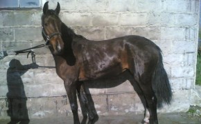 Wałachy, klacze i źrebaki do sprzedaży z własnej hodowli.