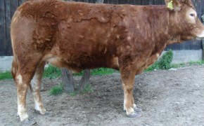 SPRZEDAM Jałówkę rasa Limousin 100%, po ojcu szwajcarskim Esprit, w bardzo dobrej kondycji, waga ok. 450 kg . Cena 4100 zł  Tel. 696 664 803 Lubelskie