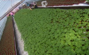 ROZSADA SELERA I KAPUSTNYCH