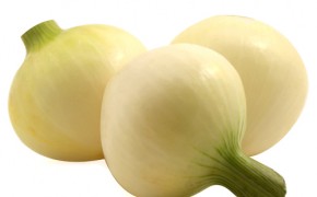 Cebula młoda prosto z pola