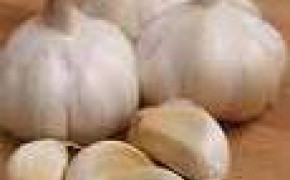 czosnek bezpośrednio od plantatora-Hiszpania!