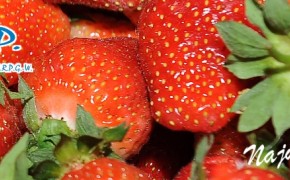 Poszukuje ODBIORCÓW TRUSKAWKI