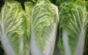 Sprzedam Kapustę Pekińską 40 ton