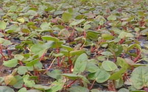 Sadzonki rabarbaru 2012 Sprzedam sadzonki rabarbaru, zamówienia