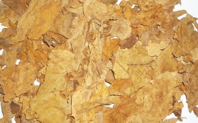 LIŚCIE TYTONIU POCHODZENIA BUŁGARSKIEGO