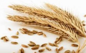 Skup zbóż, zapewniam transport