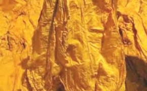 Sprzedam liście tytoniu