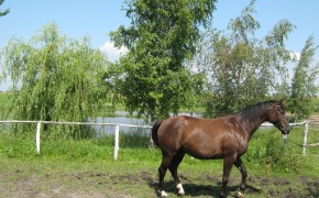 Młoda kara wielkopolska klacz dotacyjna