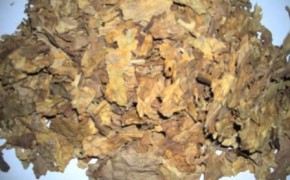 SUPER TYTOŃ BUŁGARSKI - LIŚCIE