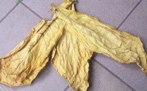 LIŚCIE TYTONIU OKAZJA !!!