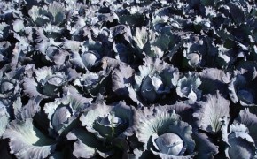 Sprzedam kapustę czerwoną