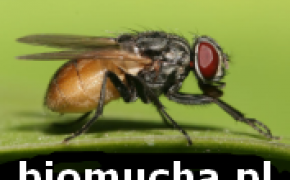 BIOMUCHA - Sprawdzony sposób na muchy w chlewniach, oborach i stajniach