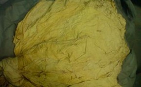 Liście tytoniu Tanio