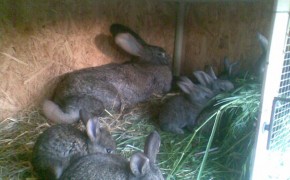 króliki olbrzymy belgijski