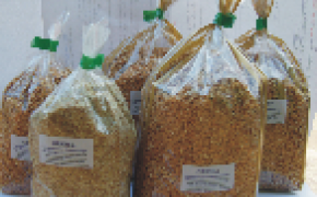 ORKISZ ZIARNO DO GOTOWANIA I NA MĄKĘ