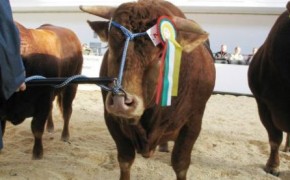 Sprzedam Buhaje Hodowlane Limousine (LM)