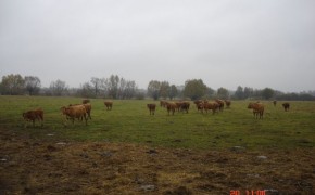 Sprzedaż bydła mięsnego