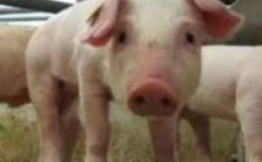 Sprzedam duńskiego warchlaka