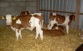 W CIĄGŁEJ SPRZEDAŻY BYCZKI MIĘSNE