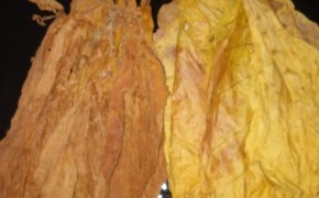 Sprzedam liście tytoniu