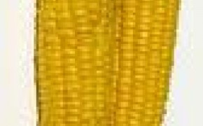 kukurydza bezpośrednio od plantatora Hiszpania!