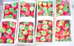 Sprzedam MARMOLADA WYSOKA JAKOŚĆ- HURT