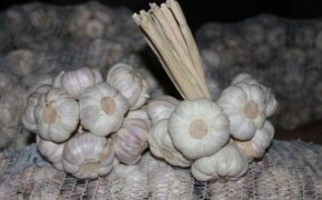 Sprzedam  Polski Czosnek