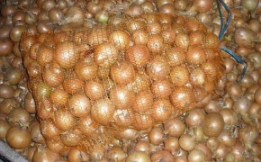 Cebulę sprzedam...Ilości tirowe