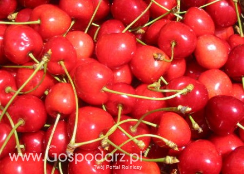 Chile – Rynek owoców pestkowych