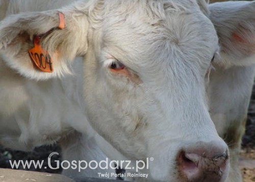 Brazylia - Spadek eksportu wołowiny