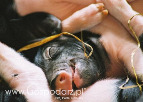 Nieciekawa sytuacja u hodowców trzody chlewnej