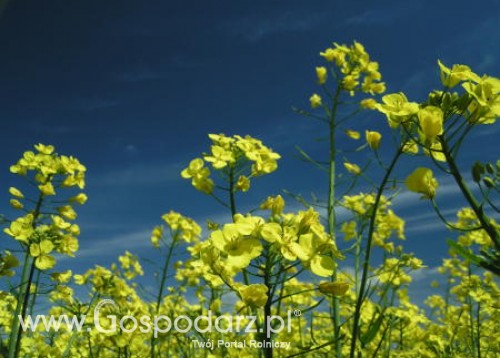 Wiosenny bilans zysków i strat wśród rolników