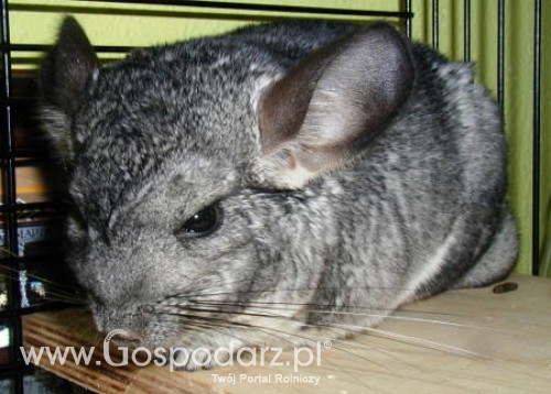 Chów szynszyli jest coraz bardziej popularny