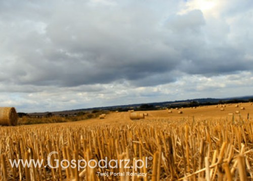 W poniedziałek 16 maja mija podstawowy termin składania wniosków o dopłaty bezpośrednie za 2011 rok. ARiMR wydłuża godziny pracy.