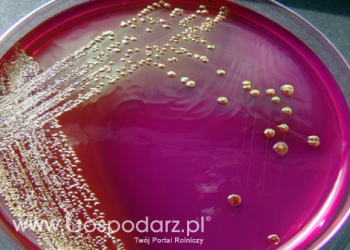 Zasady prowadzenia w Polsce monitoringu na obecność Shiga toksycznych bakterii E. coli
