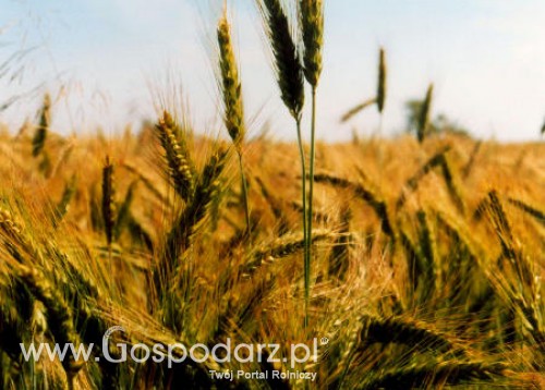 Produkcja unijnych zbóż się zwiększy