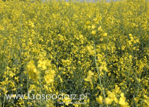 Notowania oleistych na giełdach światowych 13.06.2012