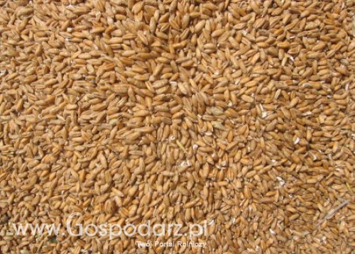 Ceny zbóż na giełdach krajowych