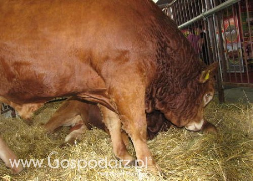 Chiny -  Wzrost produkcji wołowiny